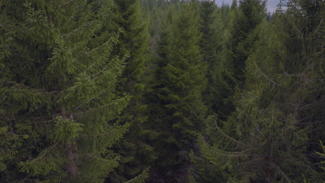 drone shot rising up over a spruce forest with dense trees in scandinavia
