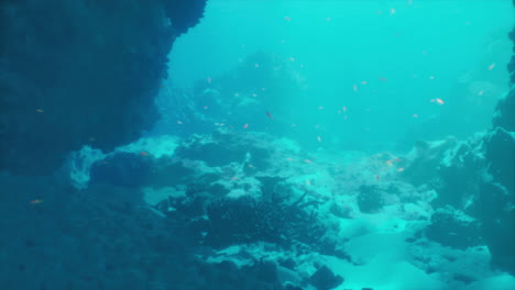 underwater coral reef with fish