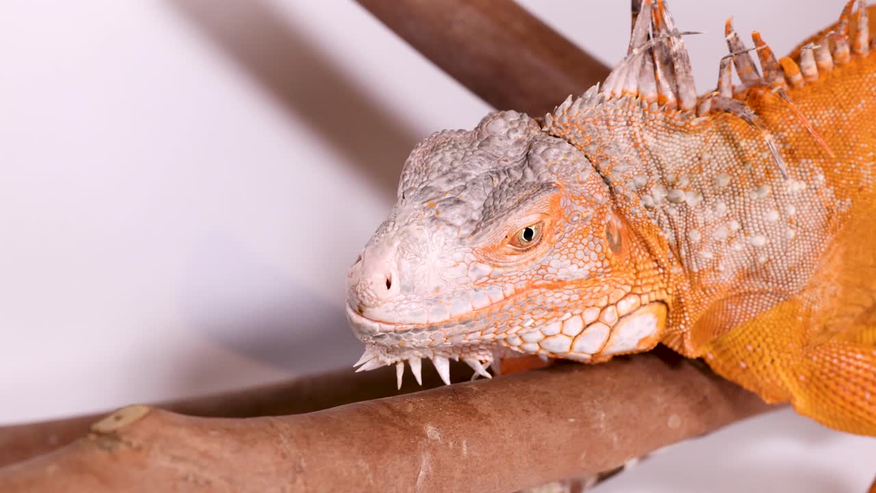 A bright orange iguana rests on a wooden branch against a clean white background