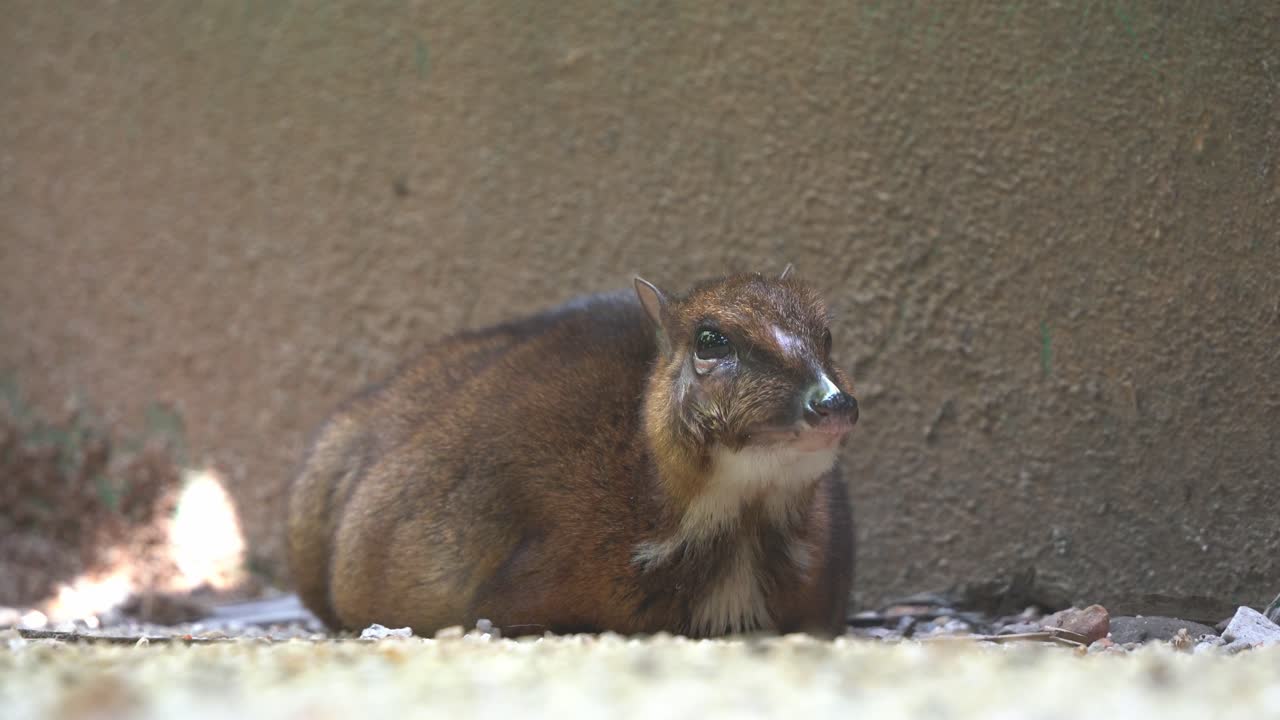 소심하고 고독한 발굽이 있는 포유류, 덜 작은 쥐 사슴, 트라굴루스 칸칠, 임신한 어머니가 말레이시아 랑카위 야생 공원에서 땅에서 휴식을 취하고 휴식을 취하며 핸드헬드 모션 샷을 닫습니다.