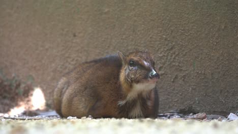 mamífero de pezuña tímido y solitario, ciervo-ratón menor, tragulus kanchil, madre embarazada descansando y relajándose en el suelo en el parque de vida silvestre langkawi, malasia, primer plano de movimiento manual