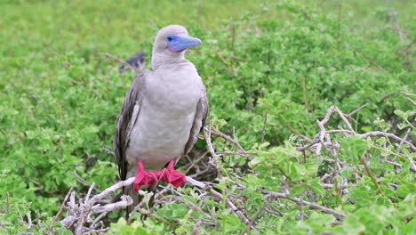 red footed boobie bird up close in the galapagos islands 1