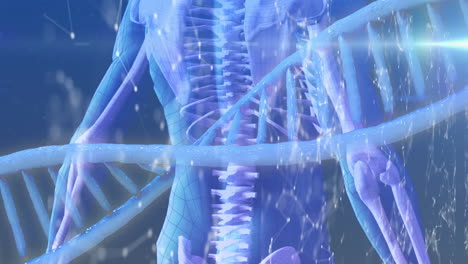 인간 몸의 디지털 모델 위에서 회전하는 dna 가닥의 애니메이션