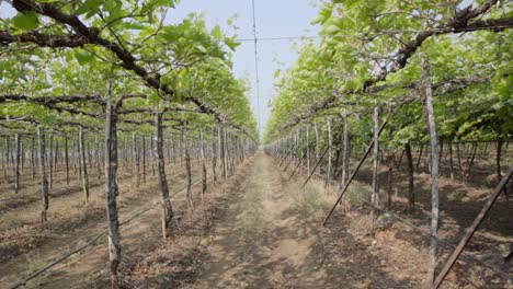 hileras de plantas de uva, viñedos de uva indios, cultivo de uva