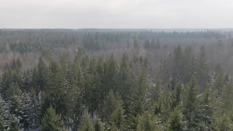 Slow-flight-over-light-snow-covered-conifer-trees-of-a-forest-with-a-top-down-finish-view