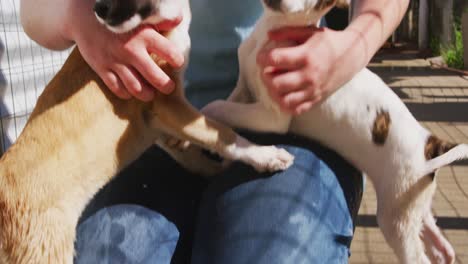 dog in a shelter with volunteer