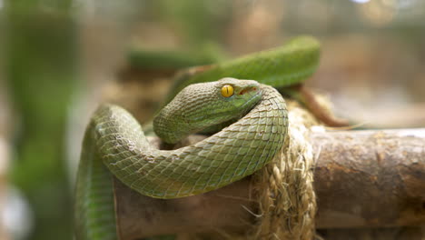 yellow eyed pit viper inside terrarium curling up in a wooden contraption