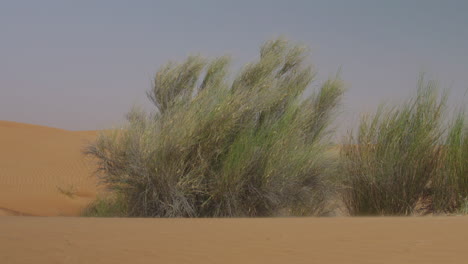 arbustes du désert soufflant dans le vent 1