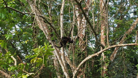 ateles geoffroyi en su patio de recreo natural: los bosques de costa rica.