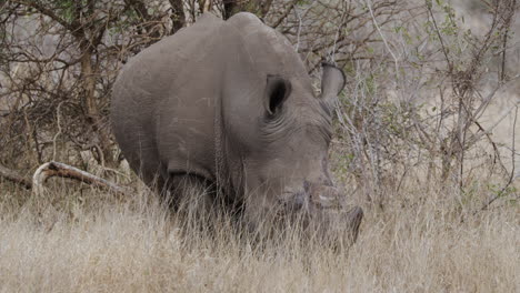 Breitmaulnashorn-Grasen-In-Der-Afrikanischen-Savanne