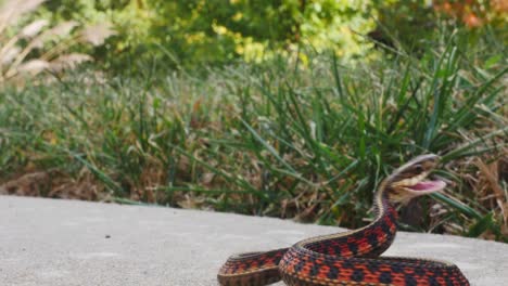 defensive red-sided garter snake watches someone walk by in the grass