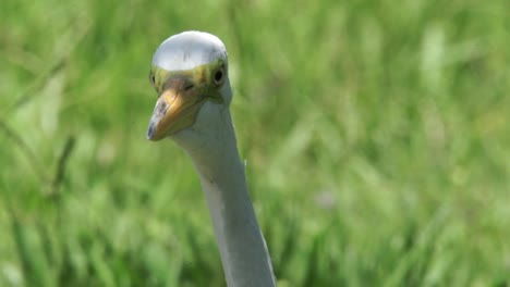 Closeup-of-an-egret-looking-in-the-direction-of-the-camera-and-then-looking-around