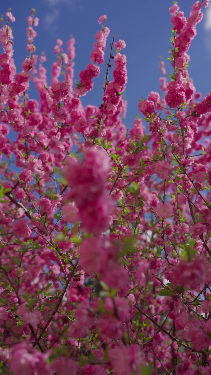 Pink blossoms fill the frame, soft and full. Branches reach upward, framing a clear blue sky. Petals flutter gently, hinting at spring's warmth. No people appear, only nature's quiet beauty