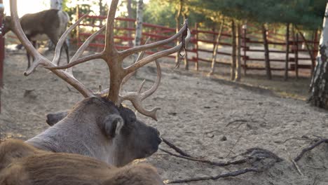 reindeer caribou sitting while breathing deeply during summer at arendel, norwegian village in zagorow poland