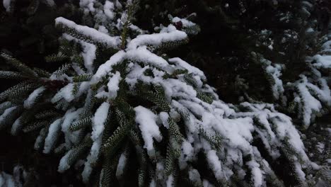 La-Nieve-Cubre-Las-Ramas-De-Las-Agujas-De-Los-árboles-De-Hoja-Perenne,-La-Bandeja-Del-Círculo-De-Primer-Plano