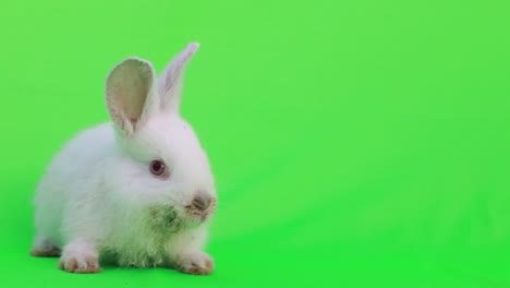 a white easter bunny with a pink egg sits on a green background and looks around at the flashing confetti. animation for the easter holiday. . high quality 4k footage