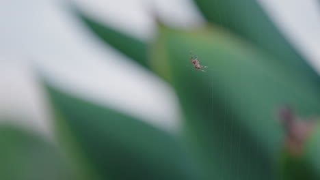 Close-Up-Of-Small-Spider-Spinning-Web,-4K-Slow-Motion