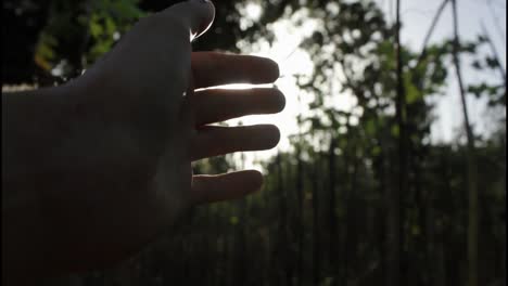 mano alcanzando hacia la luz del sol en un bosque