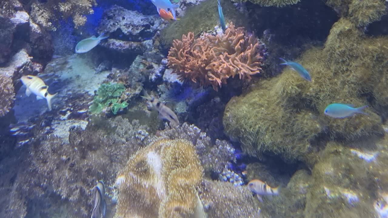 Colorful tropical fish swimming among coral reefs in a vibrant underwater aquarium ecosystem