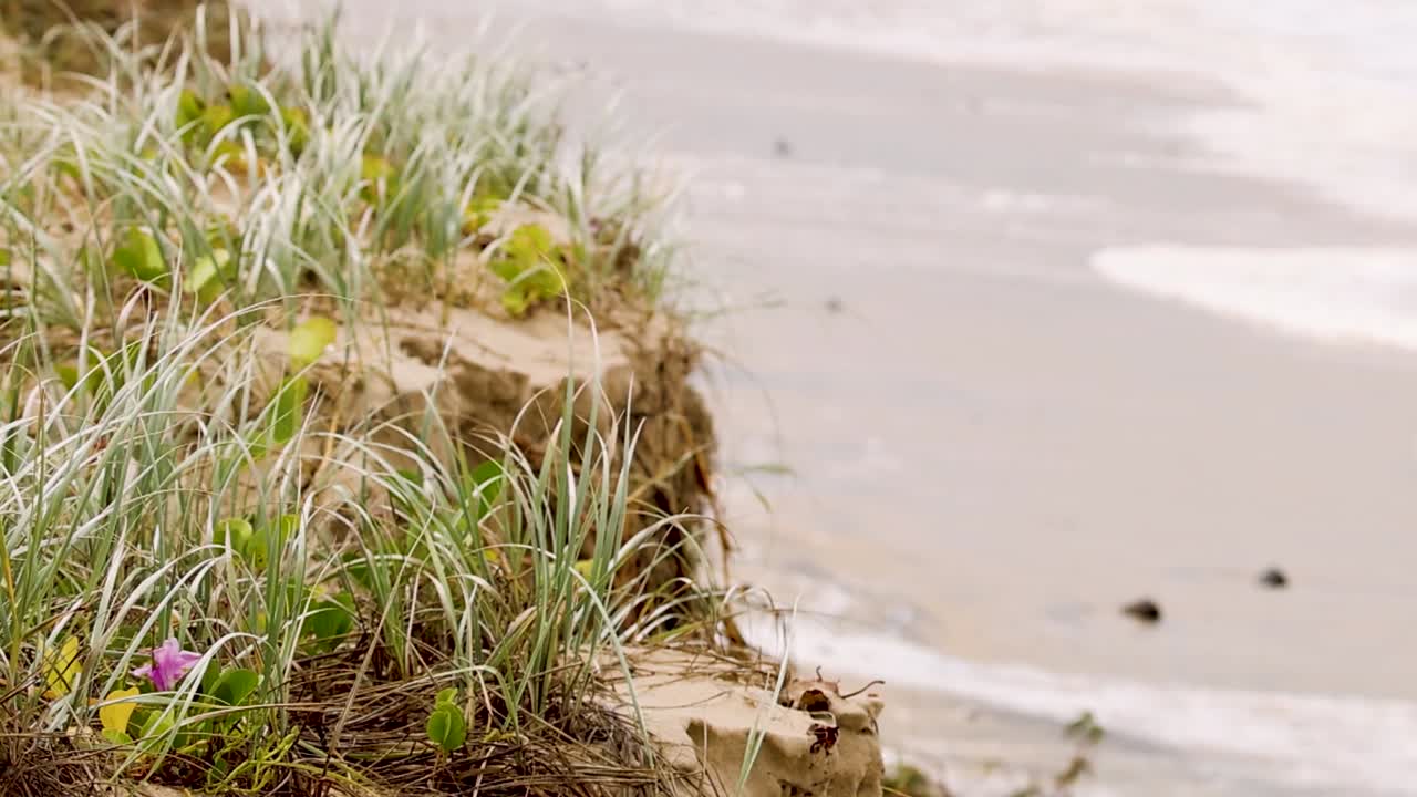 Close-up view of a grass-covered sand dune edge meeting the shoreline, highlighting natural coastal vegetation.