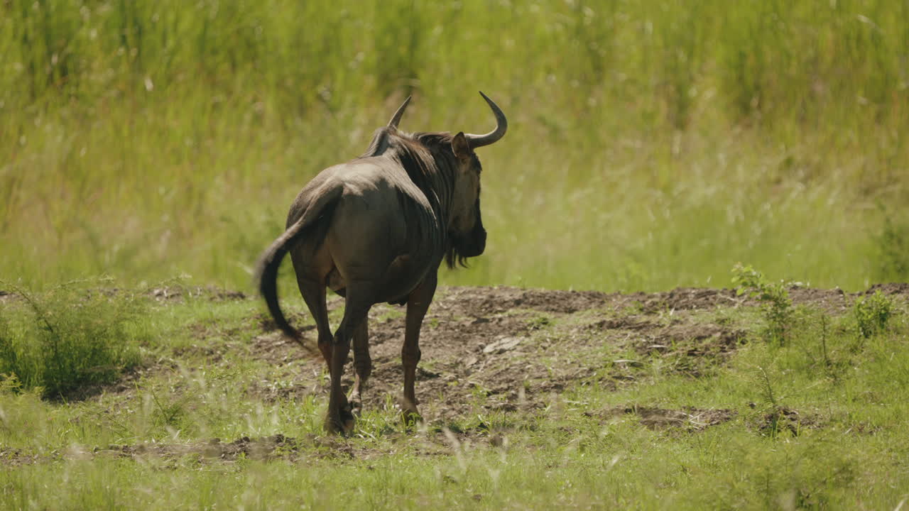 A wildebeest navigates through the tall grasses of the African savannah, using its tail to swat away flies and other pesky parasites that linger nearby.
