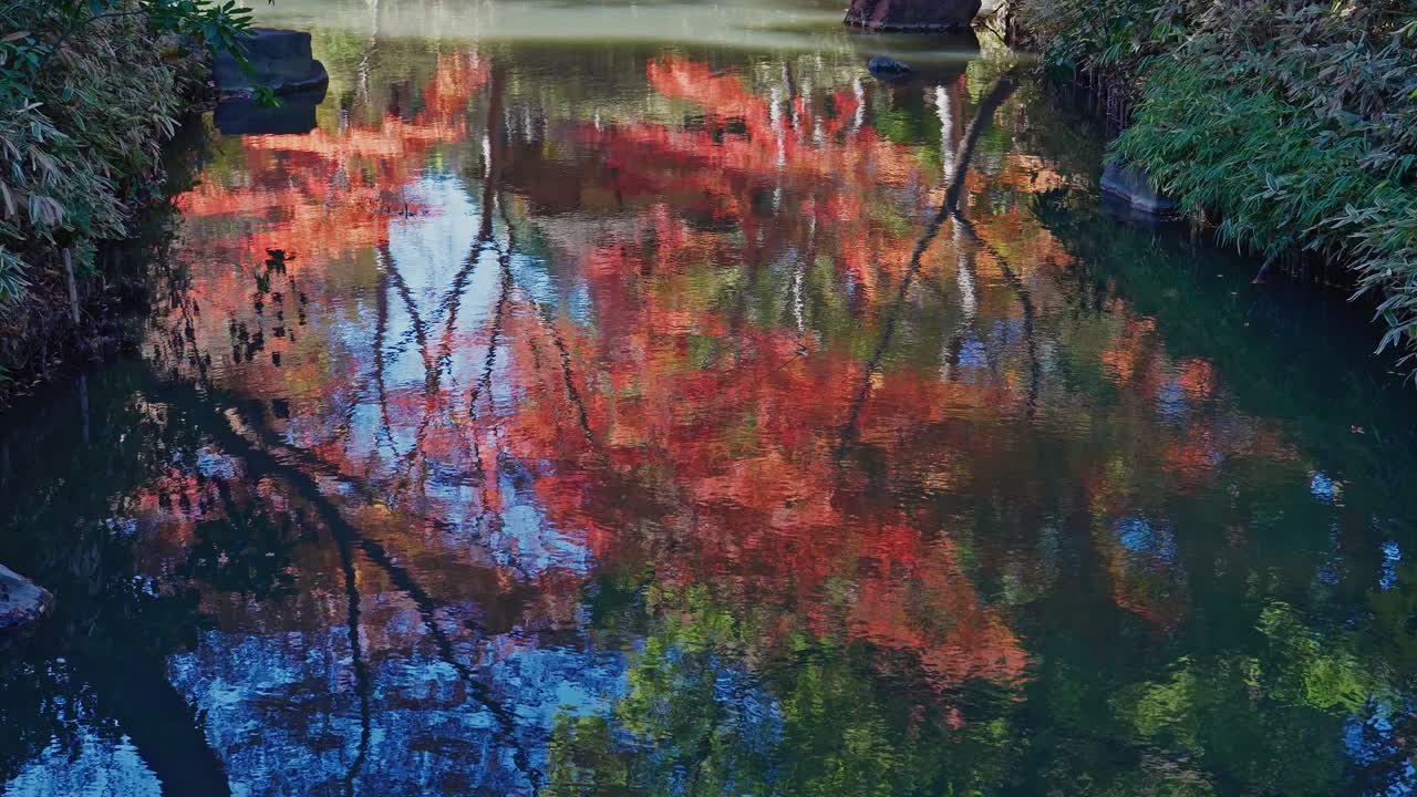 Un'immagine artistica di brillanti foglie d'acero rosse che si riflettono nelle acque calme del giardino Rikugien. Una rappresentazione onirica e astratta dell'autunno a Tokyo.