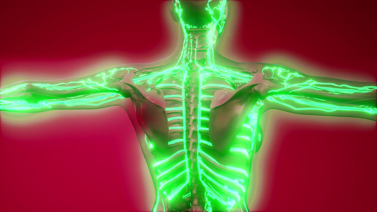 vasos sanguíneos del cuerpo humano