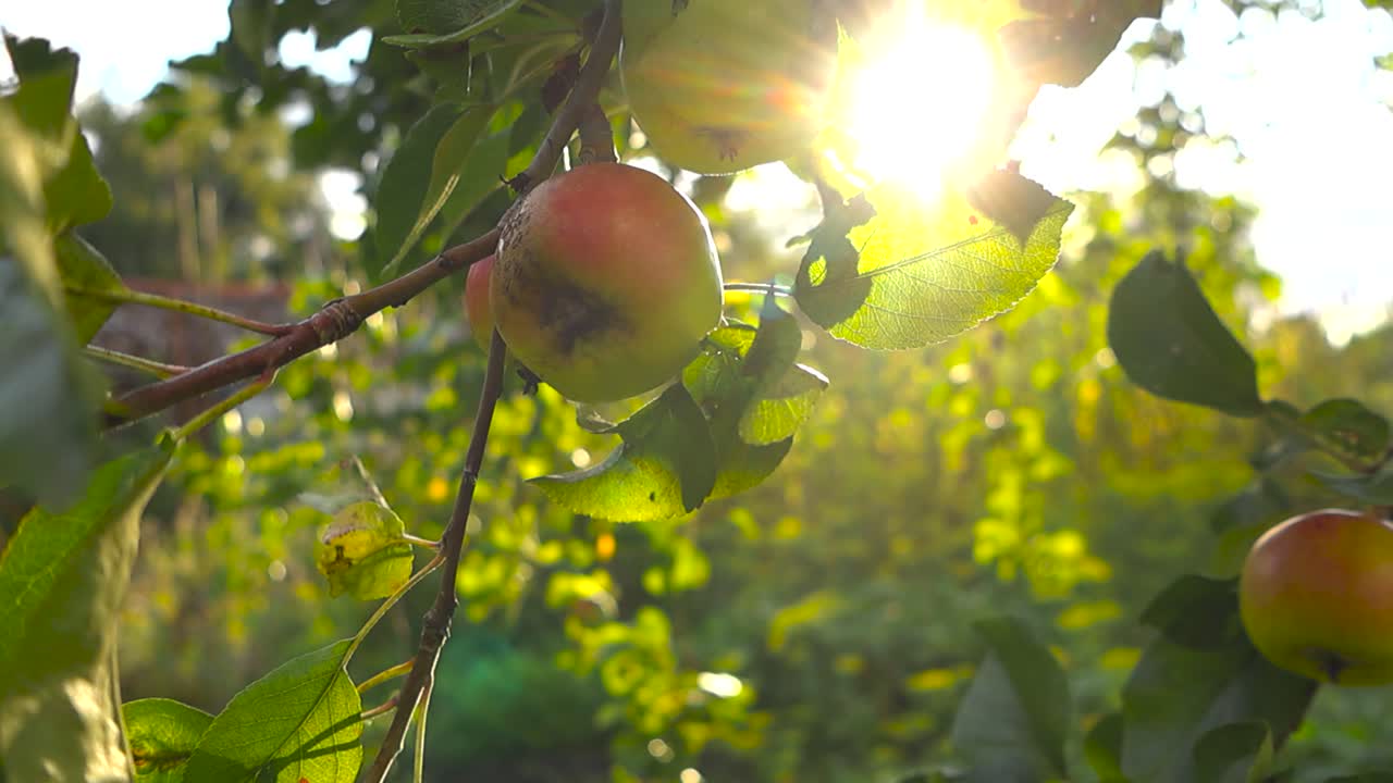 Close up view glides over unripe green and red apples hanging from tree branch against backlight bokeh greenery background, summer golden hour. Sun flare through green leaves illuminating leaf pattern