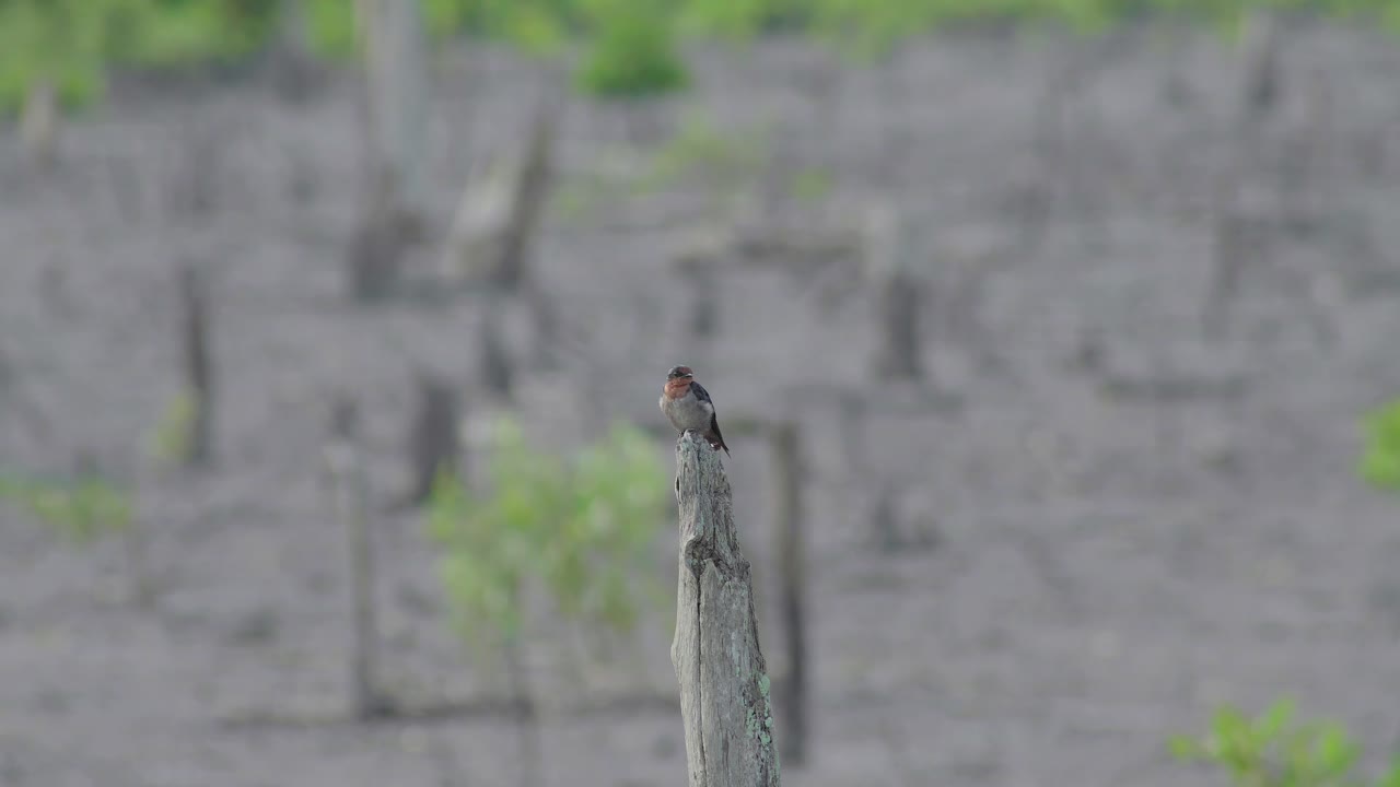 죽은 나무에 앉은 태평양 제비