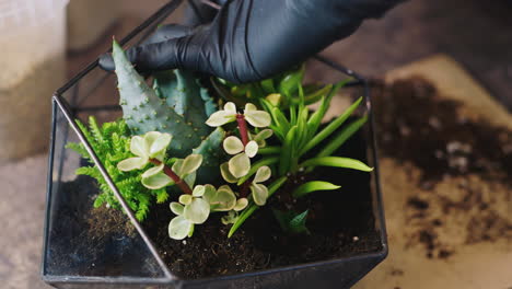 florista profesional hace florarium 1