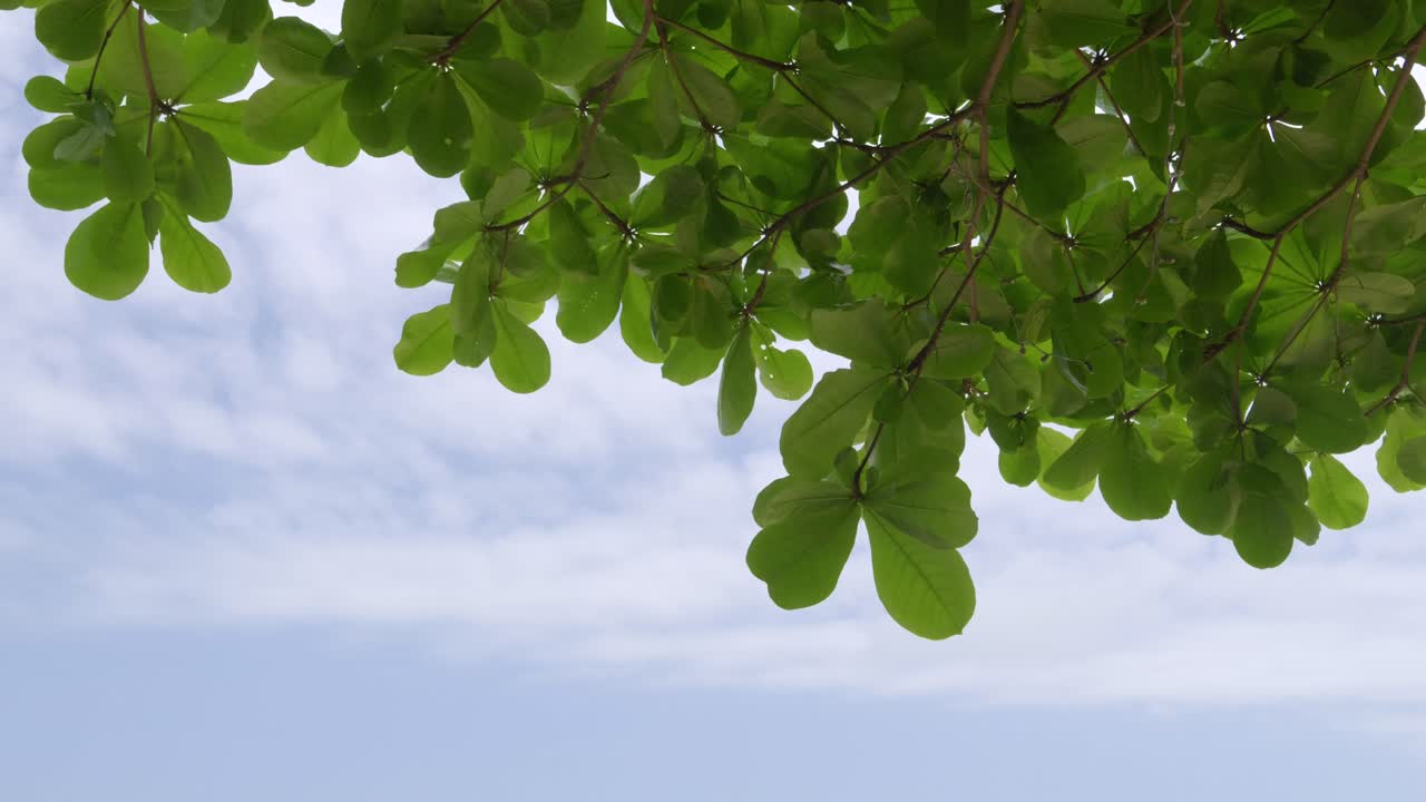 Looking up at sky with tree leaves at tropical beach