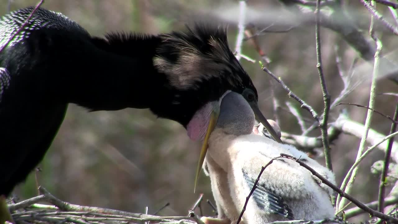 Beautiful black bird guards and feeds it chicks in the nest in the Everglades