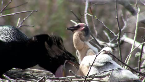 beautiful black bird guards and feeds it chicks in the nest in the everglades