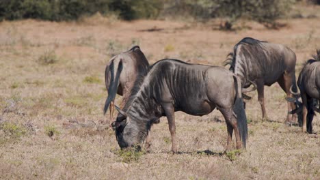 Blue-Wildebeest-grazing-in-african-savannah-plains,-walking-around