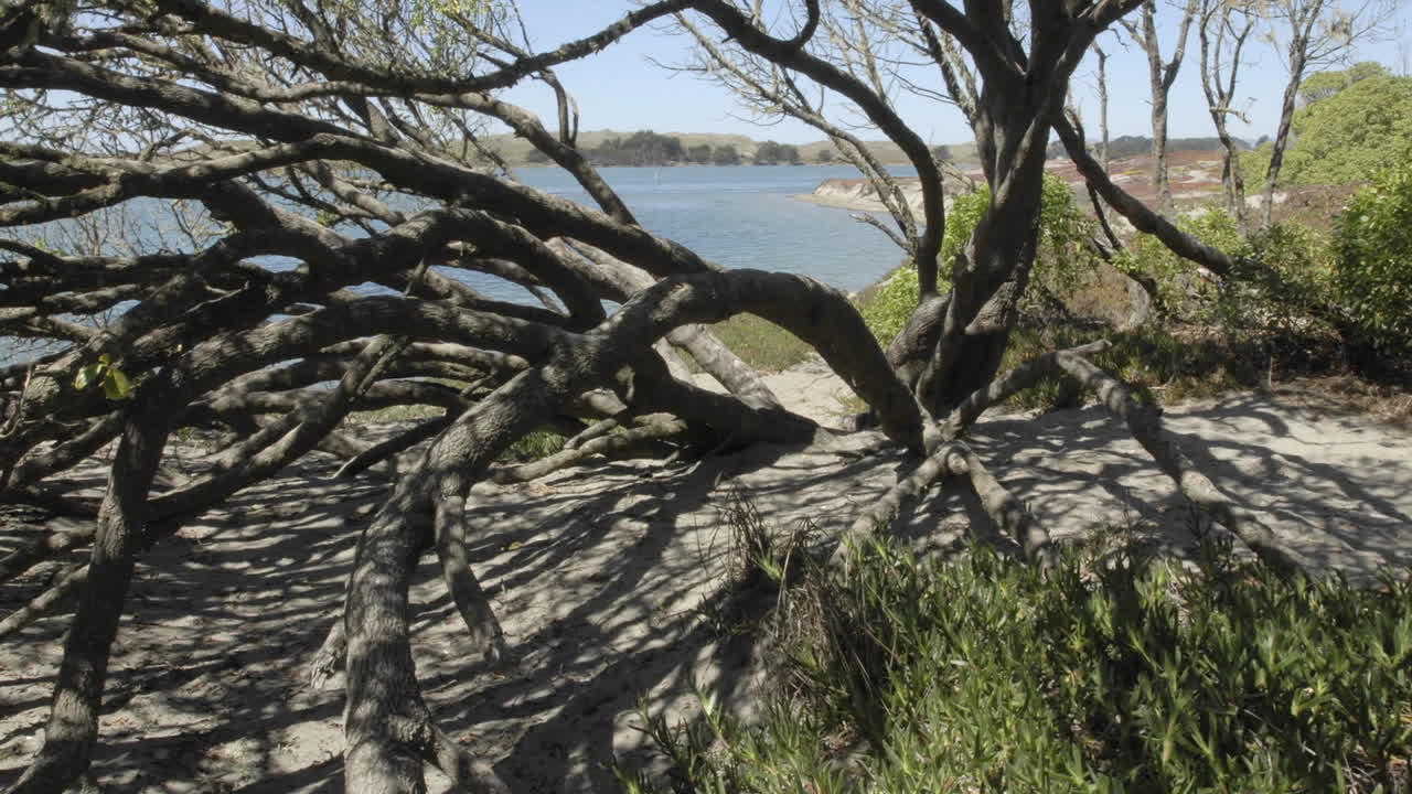 Time lapse of children playing in a tree at  Doran City Park in Bodega Bay California
