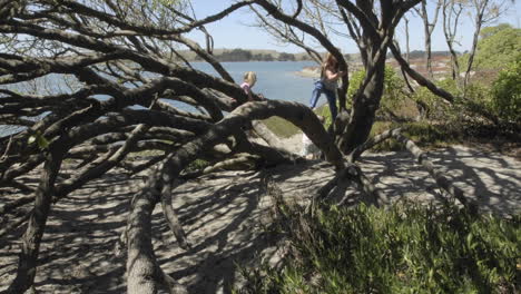 time lapse of children playing in a tree at  doran city park in bodega bay california