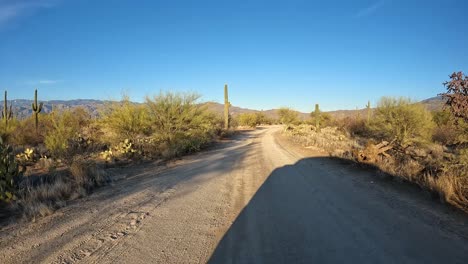 punto de vista - conduciendo en un camino de tierra en el bosque de saguaro en el parque nacional de suguaro en el desierto de sonora al atardecer