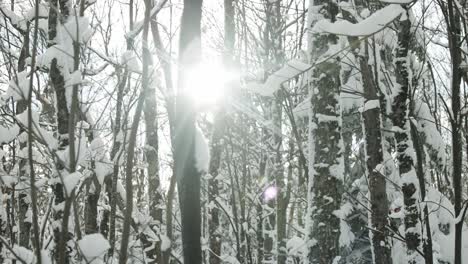 Luz-Del-Sol-En-El-Bosque-De-Invierno---Cámara-Lenta