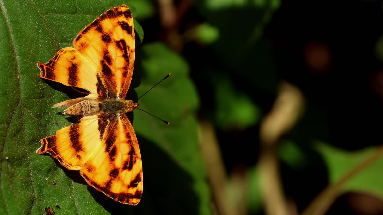 Un video macro di fauna selvatica mostra una farfalla giullare comune (Symbrenthia lilaea) che allarga tranquillamente le ali mentre è posata su una vivace foglia verde durante una fredda mattina d'inverno nell'Himachal Pradesh, India