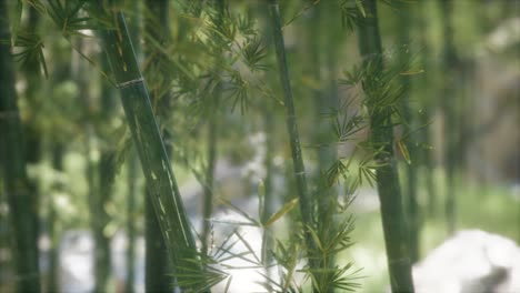 Green-Bamboo-trees-forest-background