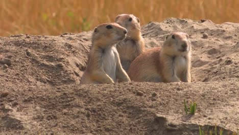 a prairie dog peers out of his hole in the ground 1