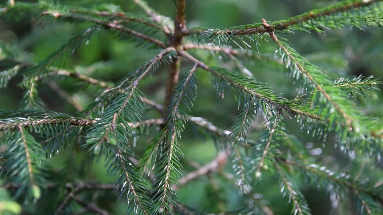 Green forest pine close up