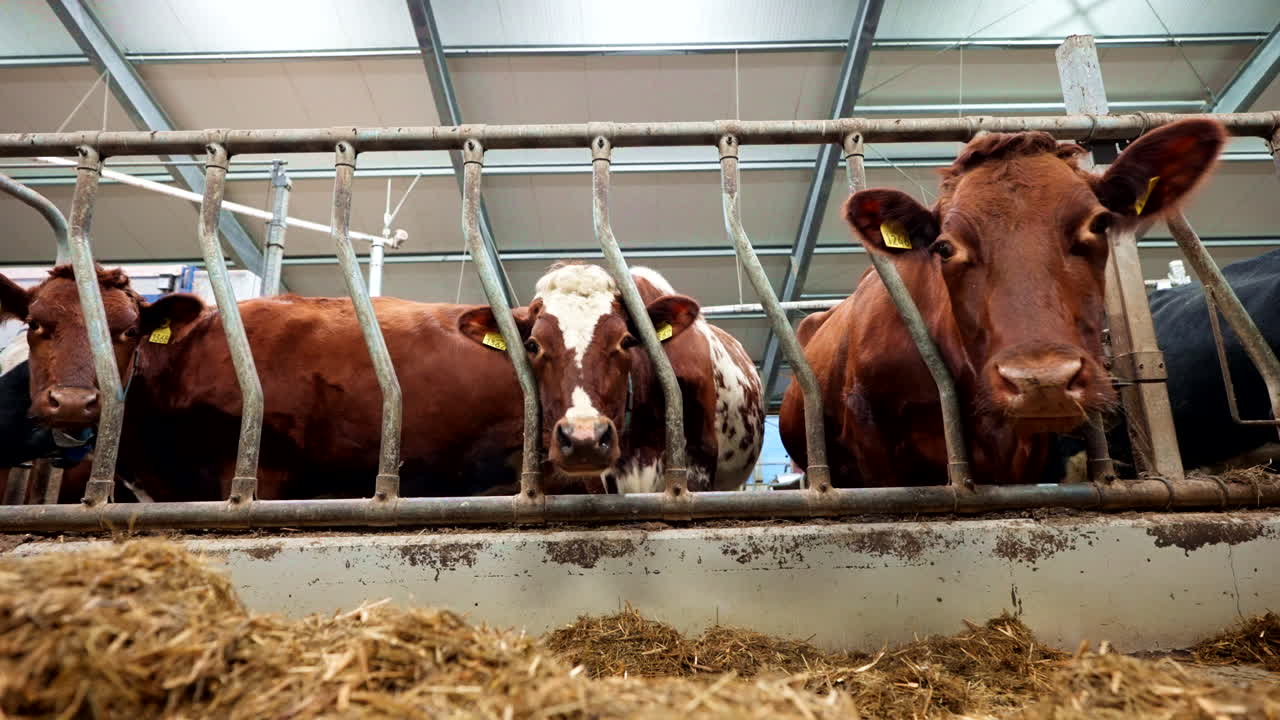 Farming metal headlock management systems, diary cattle herd feeding