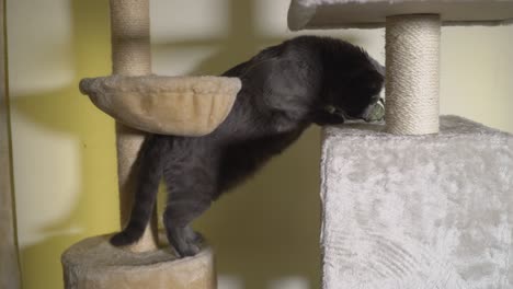 large gray cat climbing at the top of floor to ceiling scratching post