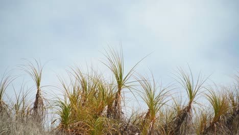 Experience-the-serene-beauty-of-grass-in-sand-dunes-swaying-gracefully-to-the-rhythm-of-the-wind