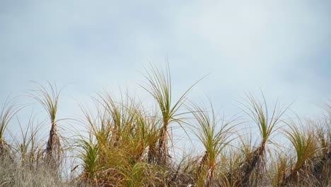 experimenta la belleza serena de la hierba en las dunas de arena que se balancea graciosamente al ritmo del viento