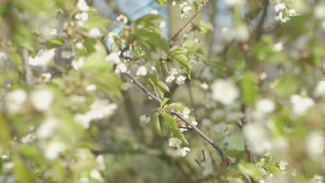shrub with small white flowers blowing in the wind
