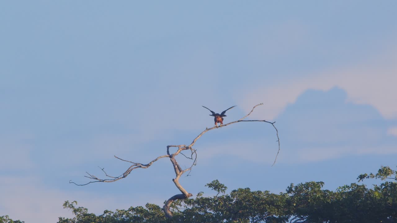 Bat Falcon perched atop a skeletal tree stretching it wings at dusk, contrasting against soft clouds in Peru’s jungle.