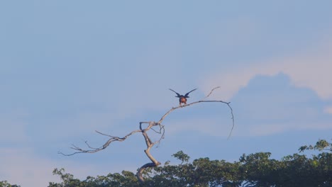 bat falcon perched atop a skeletal tree stretching it wings at dusk, contrasting against soft clouds in peru’s jungle.