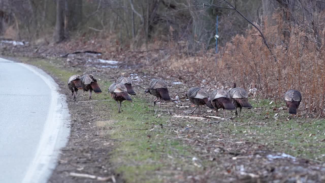 amplia toma de pavos en busca de comida en el lado de la carretera